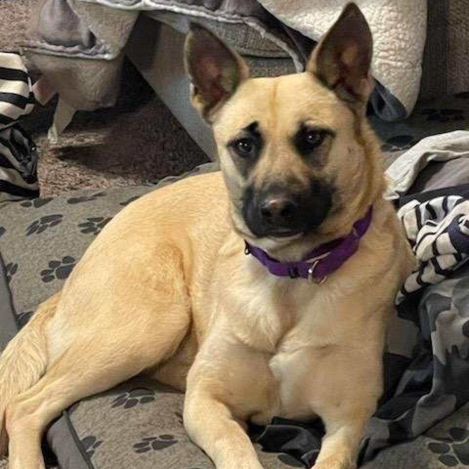 Lilith Buffy, an adoptable Shepherd in Wadena, MN, 56482 | Photo Image 1