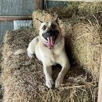 Lilith Buffy, an adoptable Shepherd in Wadena, MN, 56482 | Photo Image 2