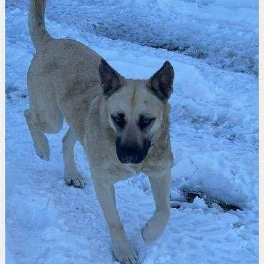 Lilith Buffy, an adoptable Shepherd in Wadena, MN, 56482 | Photo Image 3