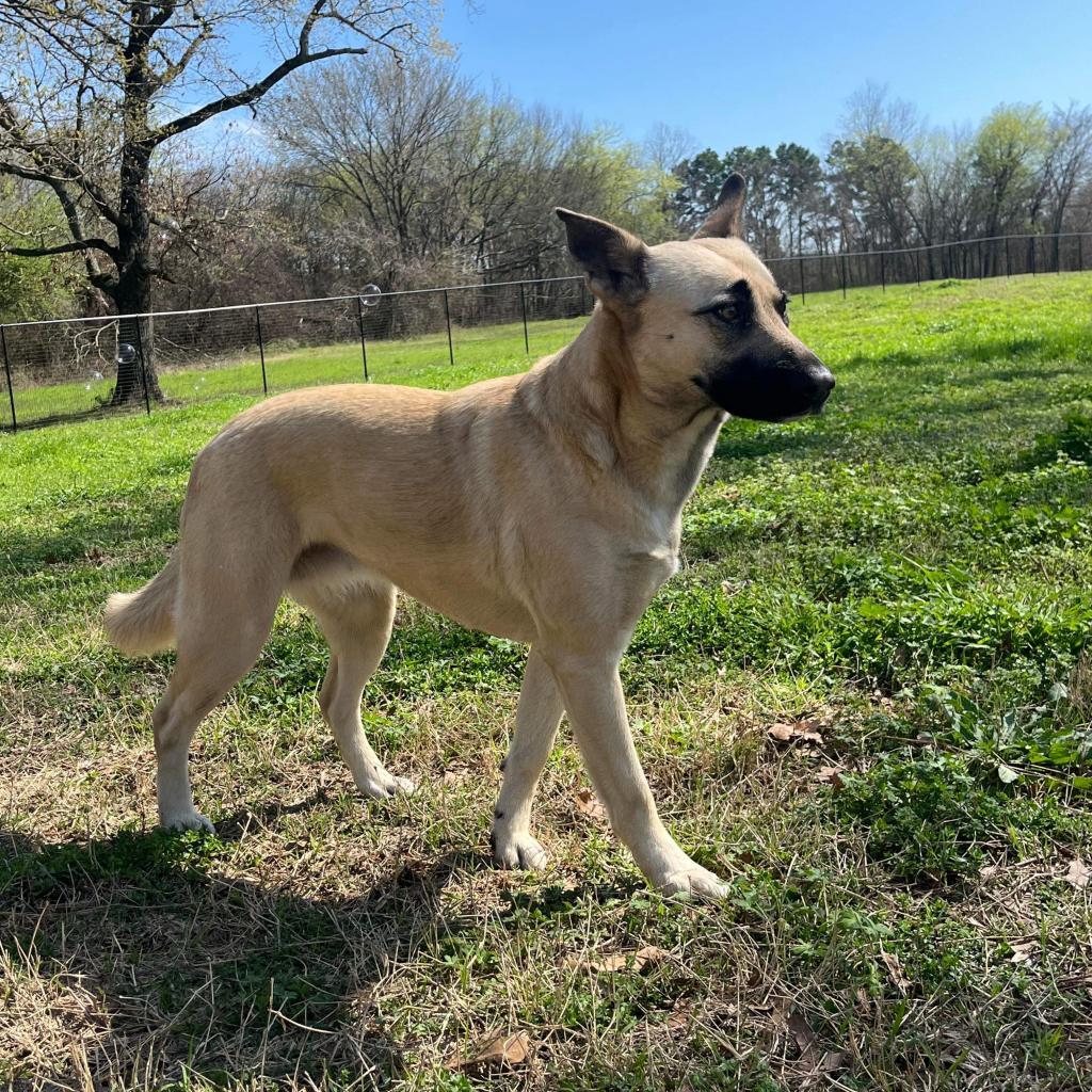 Lilith Buffy, an adoptable Shepherd in Wadena, MN, 56482 | Photo Image 6