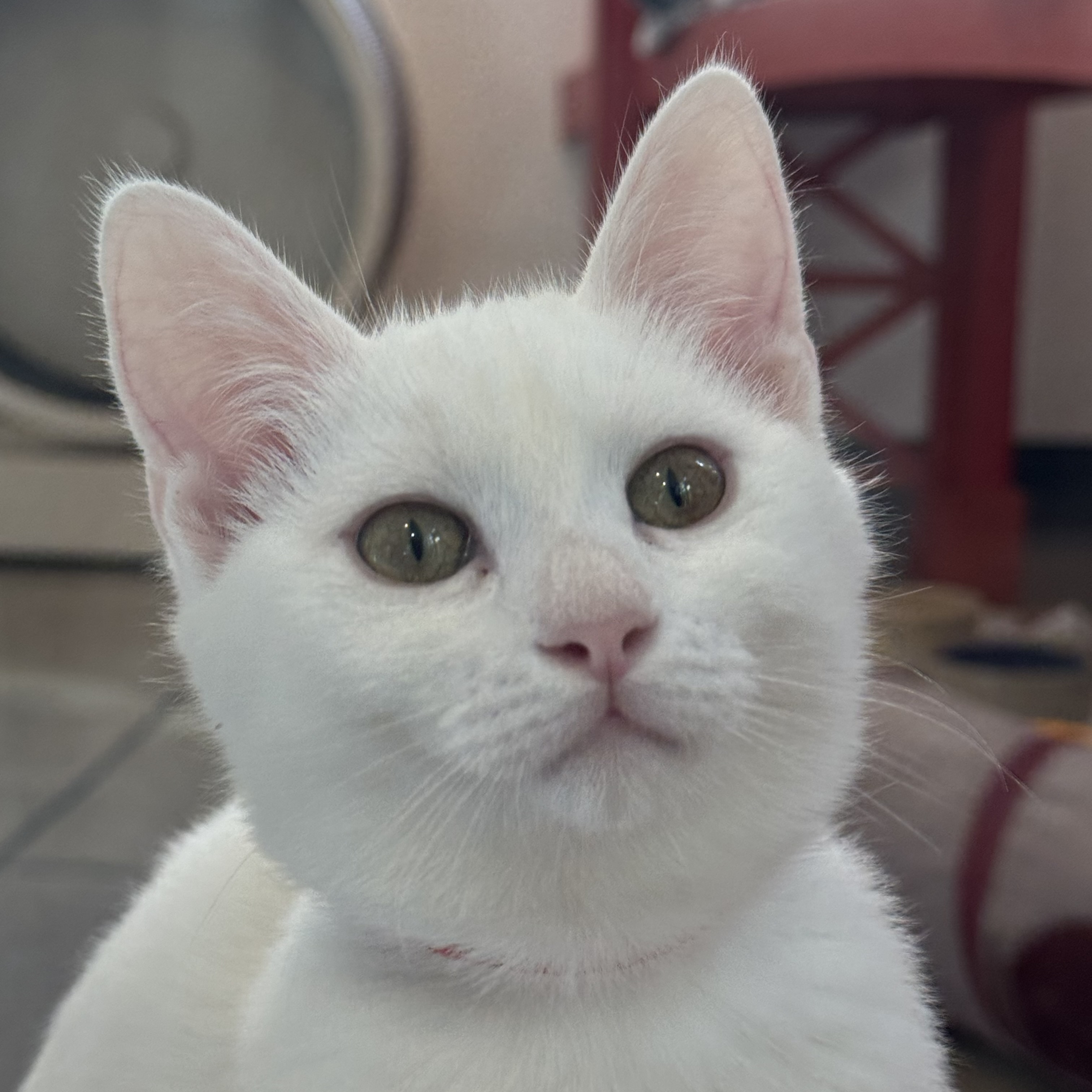 Cat for adoption Missy, a Domestic Short Hair in San Francisco, CA