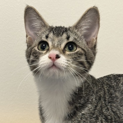 Cat for adoption Frankie Stein, a Domestic Short Hair in San