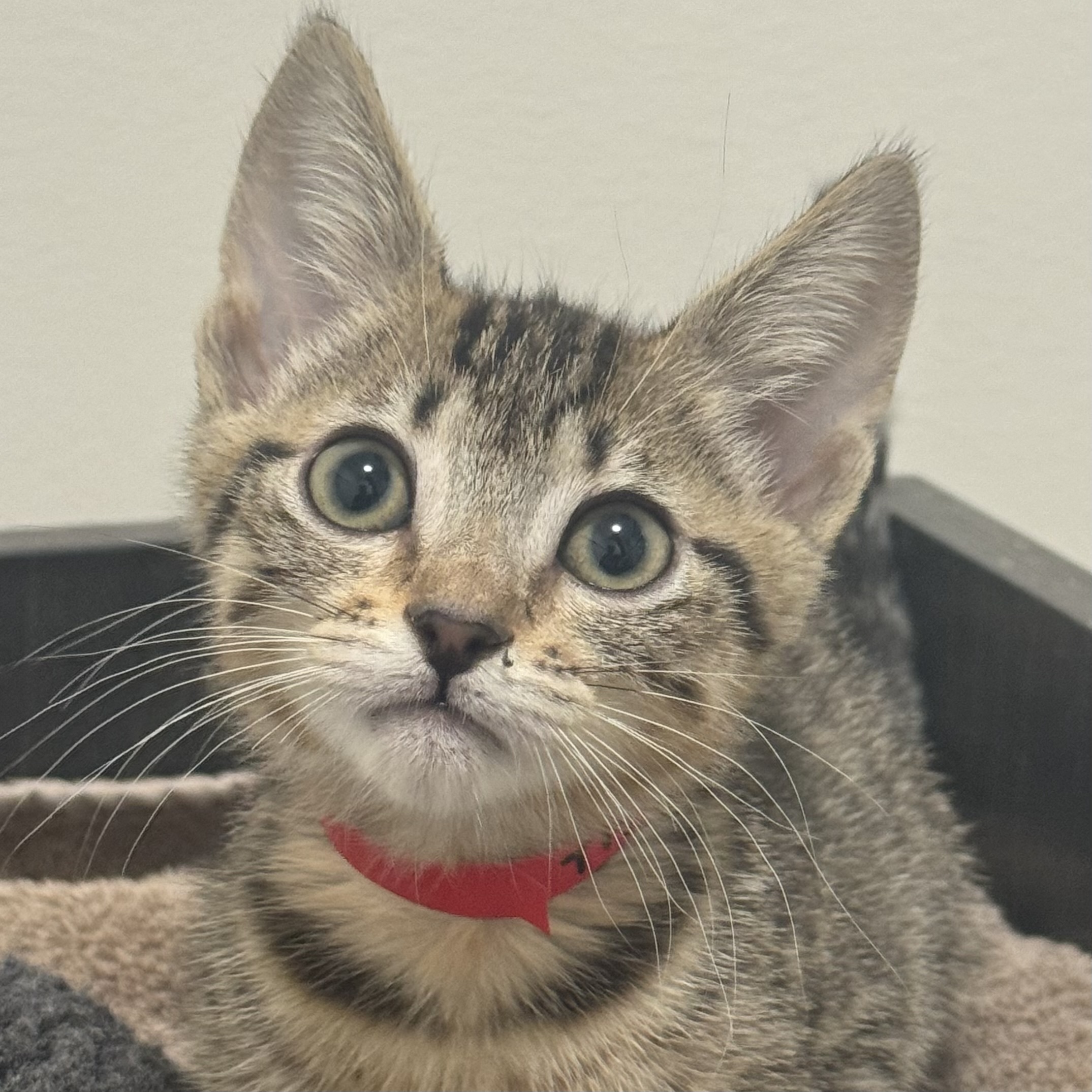 Cat for adoption Cougar, a Domestic Short Hair in San Francisco, CA