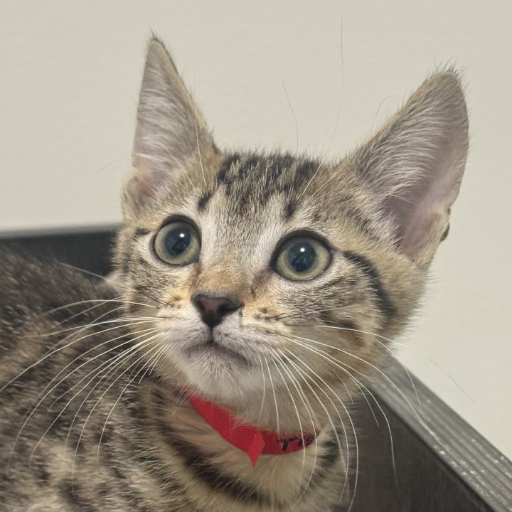 Cat for adoption Cougar, a Domestic Short Hair in San Francisco, CA