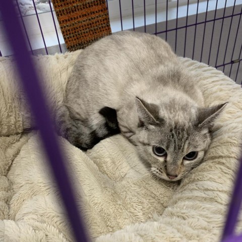 Pearl, an adoptable Siamese in Mount Shasta, CA, 96067 | Photo Image 1