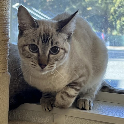 Penny, an adoptable Siamese in Mount Shasta, CA, 96067 | Photo Image 1