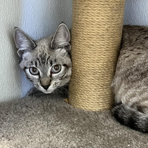 Pete, an adoptable Siamese in Mount Shasta, CA, 96067 | Photo Image 1