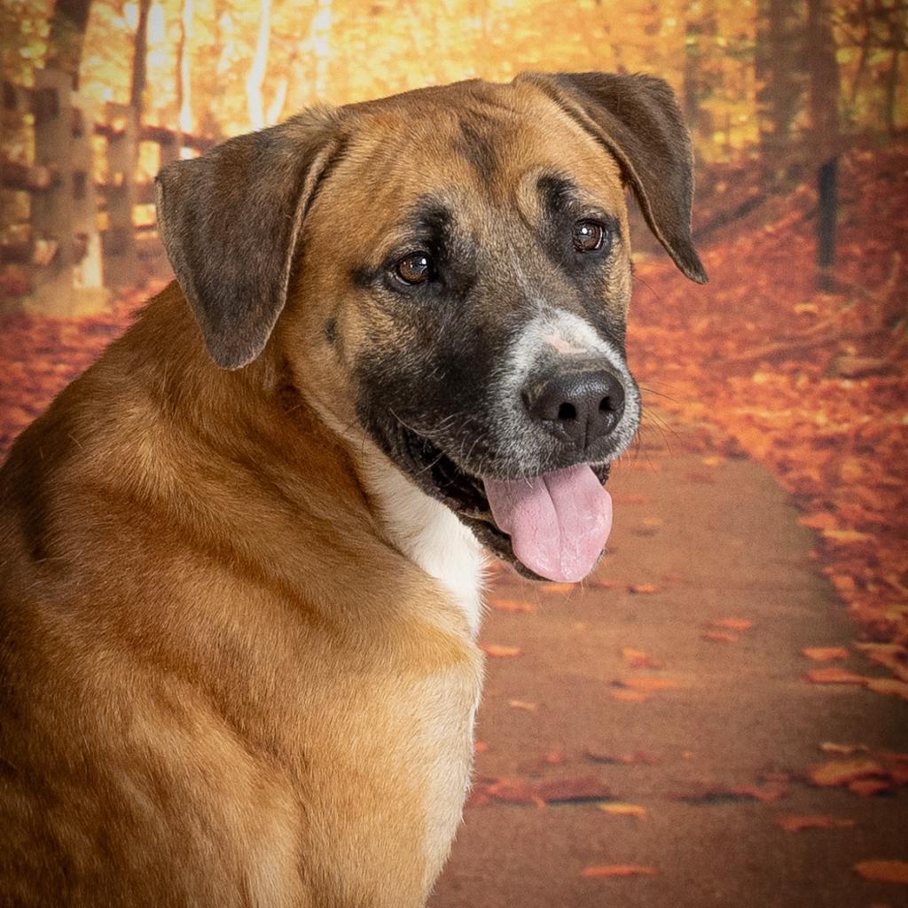Handsome Henry