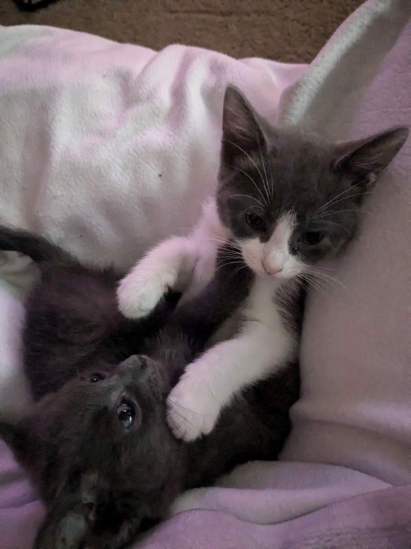 Cat for adoption Sabrina, a Domestic Short Hair Mix in Winnipeg, MB