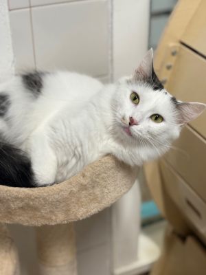 Velma, Adult Female unknown
