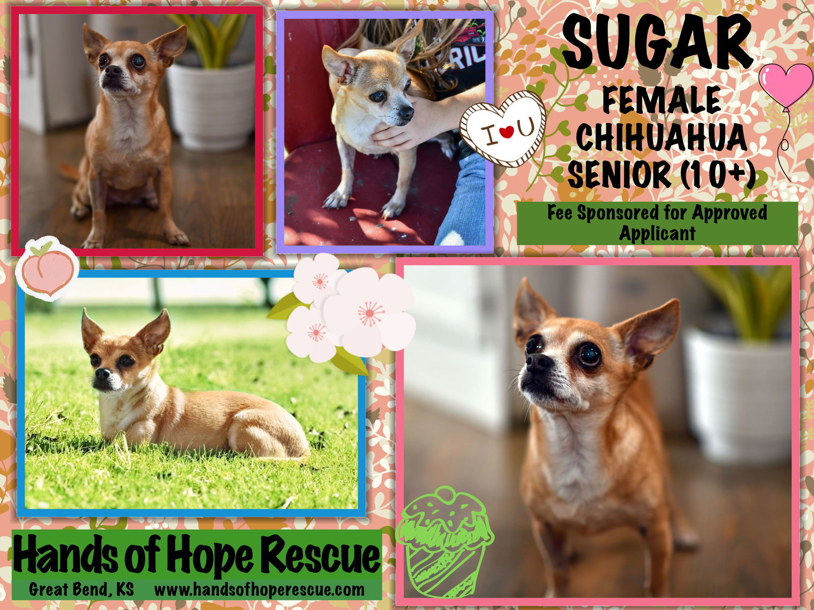 Sugar, an adoptable Chihuahua in Great Bend, KS, 67530 | Photo Image 1