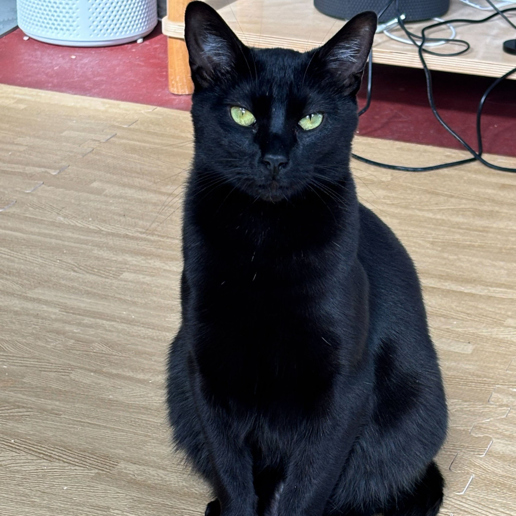 Wednesday, an adoptable Domestic Short Hair in Leander, TX, 78641 | Photo Image 1
