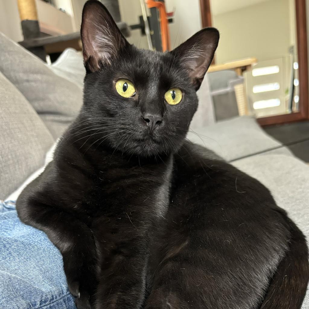 Wednesday, an adoptable Domestic Short Hair in Leander, TX, 78641 | Photo Image 2