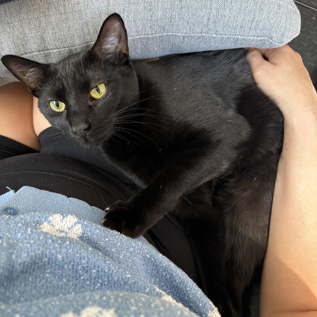 Wednesday, an adoptable Domestic Short Hair in Leander, TX, 78641 | Photo Image 4