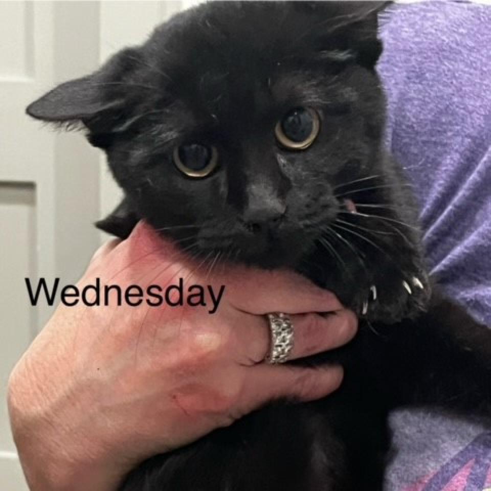 Wednesday, an adoptable Domestic Short Hair in Leander, TX, 78641 | Photo Image 5