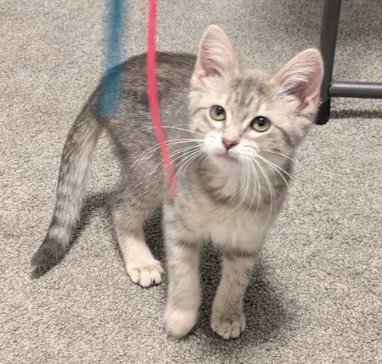 Cat for adoption Mimi, a Domestic Short Hair in Quakertown, PA