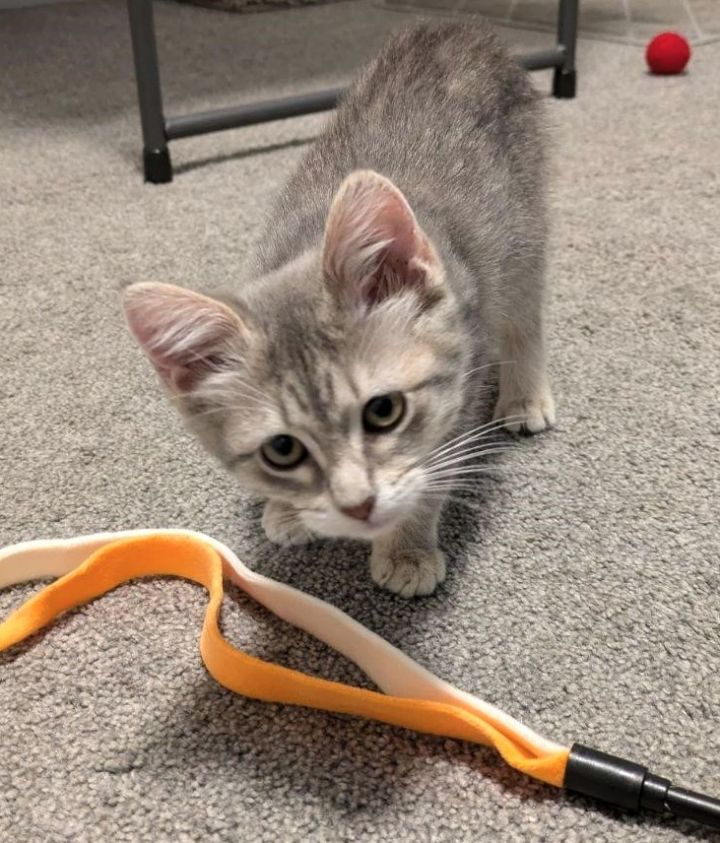 Cat for adoption Mimi, a Domestic Short Hair in Quakertown, PA