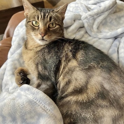 Speckles, an adoptable Abyssinian, Domestic Short Hair in Fort Worth, TX, 76102 | Photo Image 1