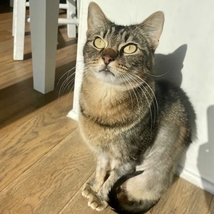 Speckles, an adoptable Abyssinian, Domestic Short Hair in Fort Worth, TX, 76102 | Photo Image 2