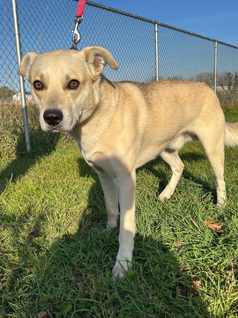 Jerry, an adoptable Shepherd, Terrier in Ashland, WI, 54806 | Photo Image 1