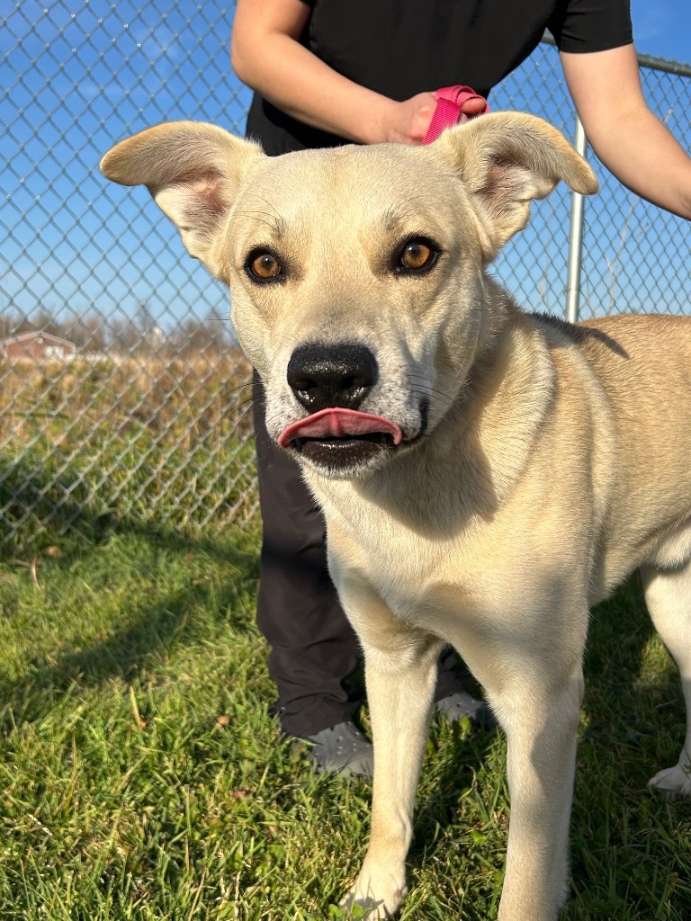 Jerry, an adoptable Shepherd, Terrier in Ashland, WI, 54806 | Photo Image 2