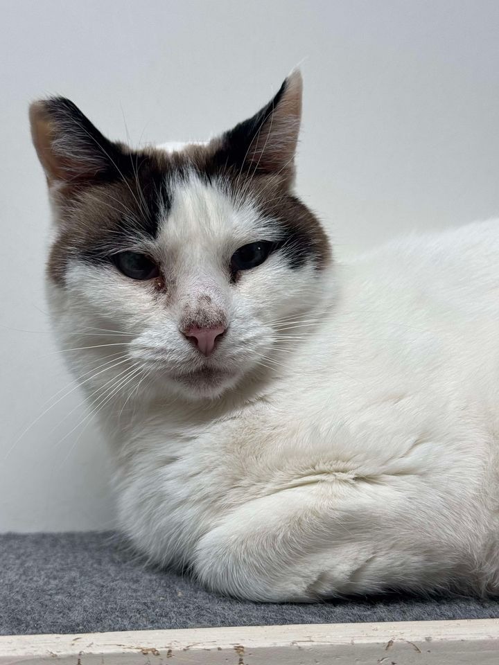 Kitty, an adoptable Domestic Short Hair in Brookings, OR, 97415 | Photo Image 1