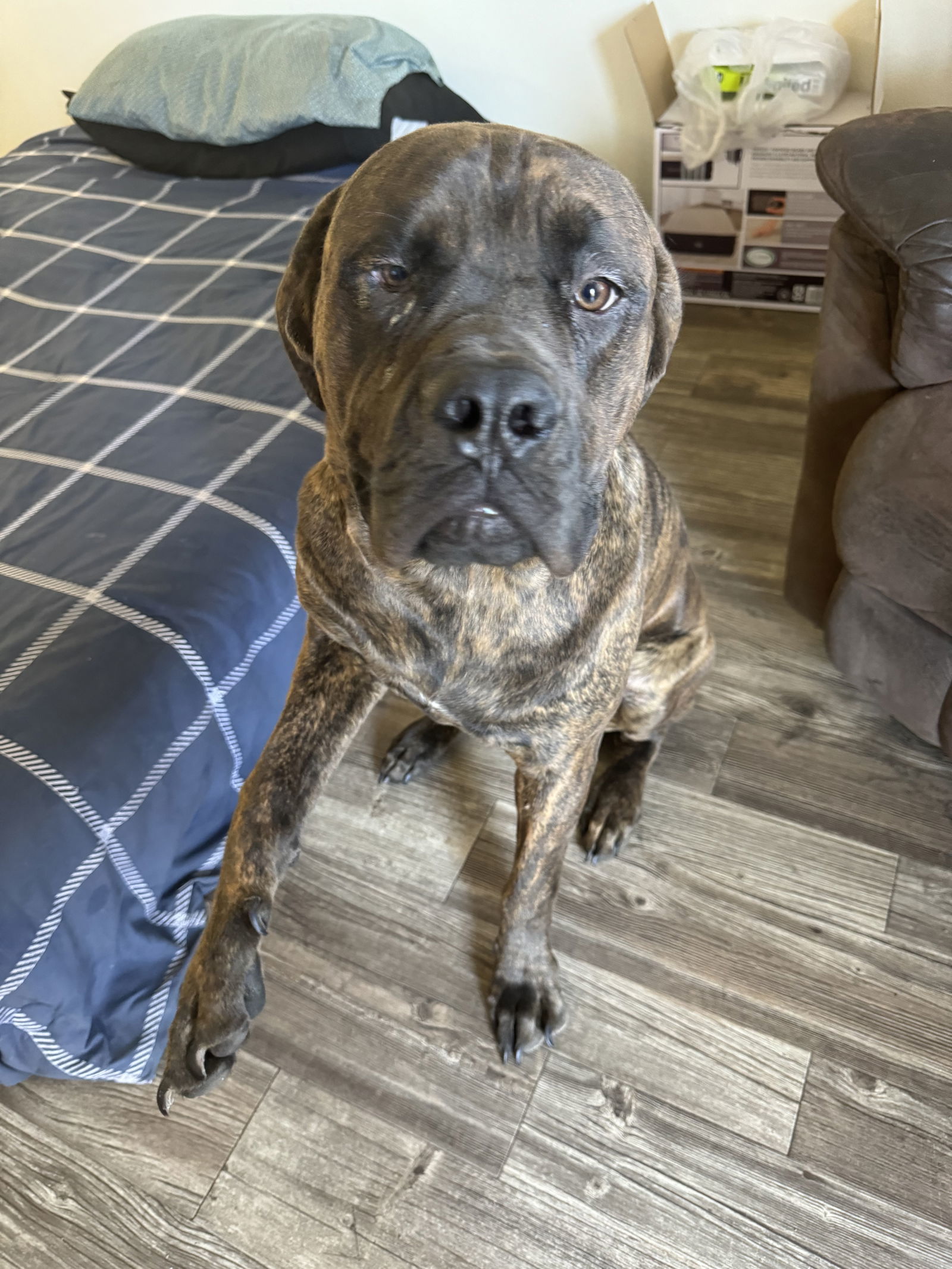 Duke