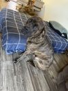 Duke ADOPTION PENDING