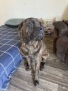 Duke ADOPTION PENDING