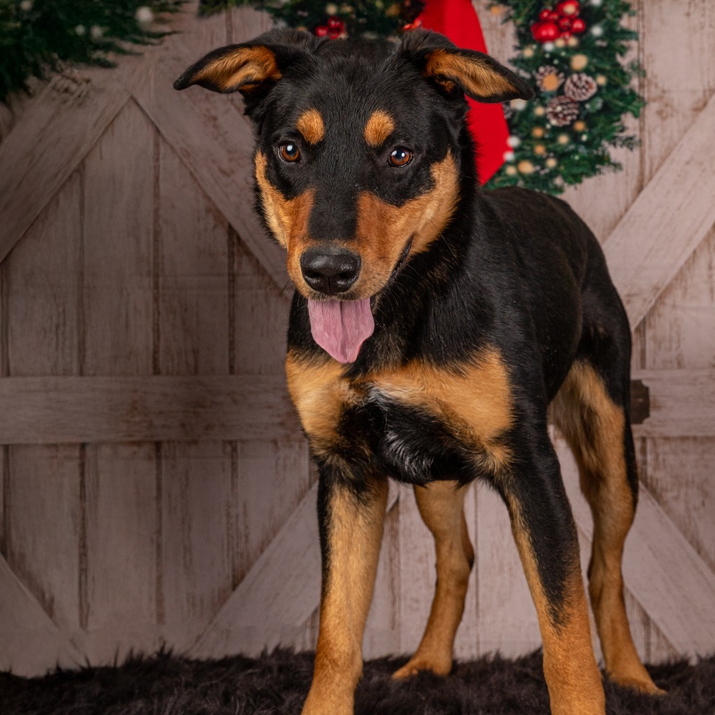 Wilber, an adoptable Border Collie, Australian Shepherd in Cody, WY, 82414 | Photo Image 1