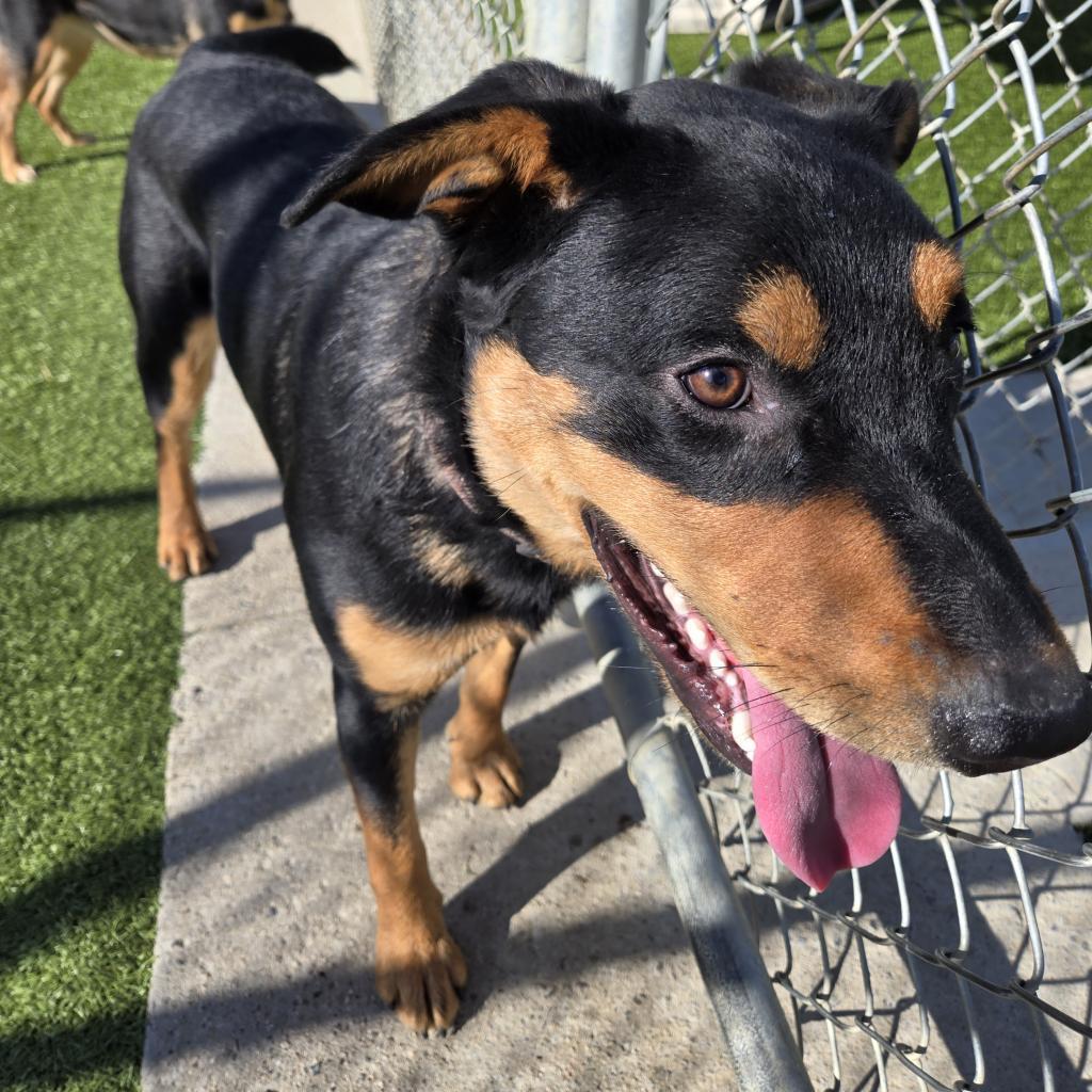 Wilber, an adoptable Border Collie, Australian Shepherd in Cody, WY, 82414 | Photo Image 2