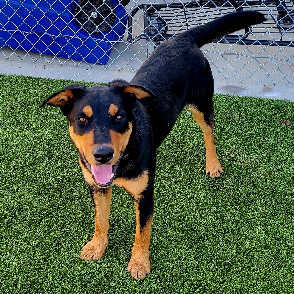 Wilber, an adoptable Border Collie, Australian Shepherd in Cody, WY, 82414 | Photo Image 3