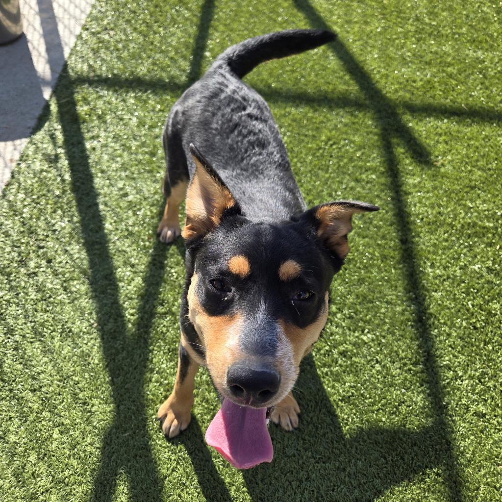 Nova, an adoptable Border Collie, Australian Shepherd in Cody, WY, 82414 | Photo Image 1