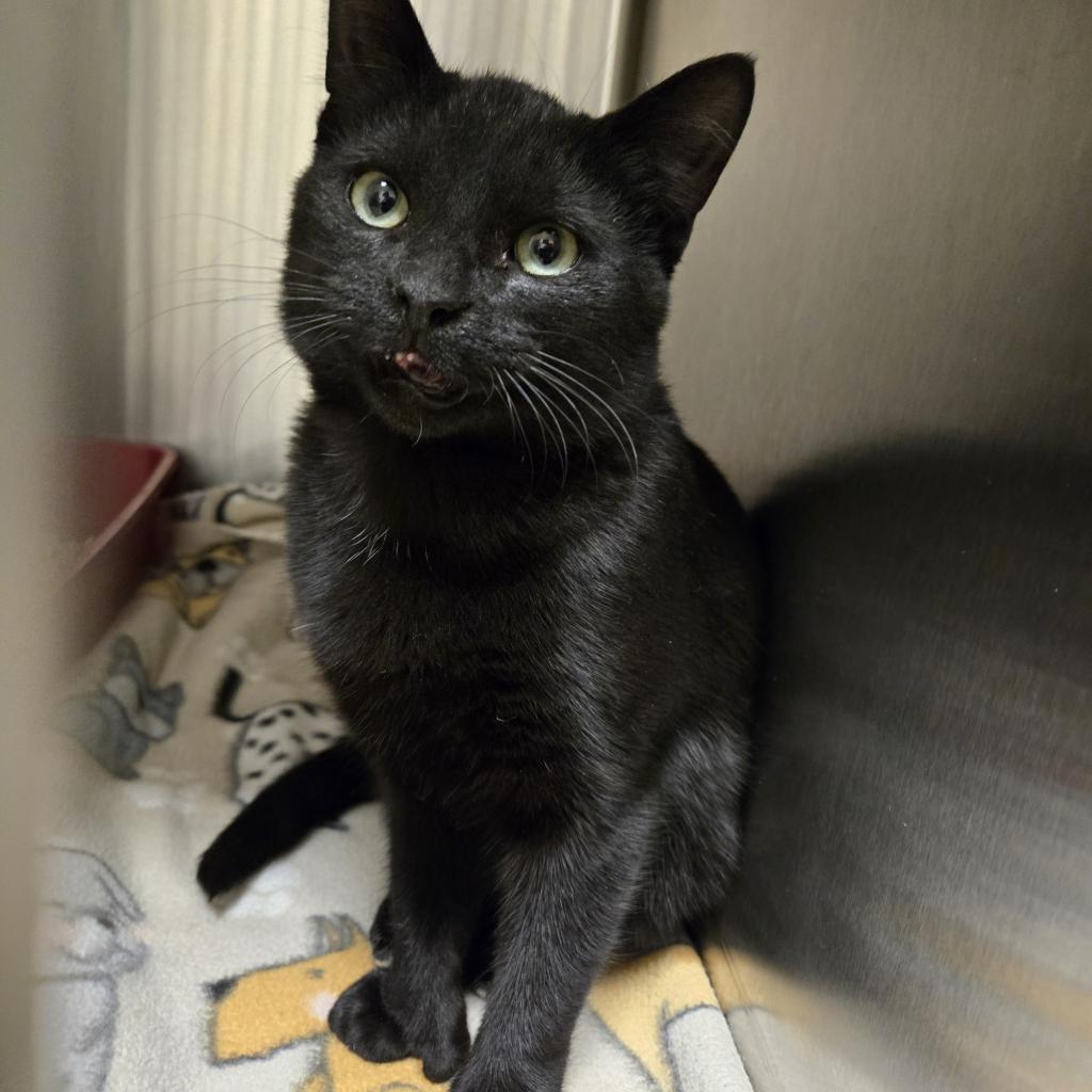 Hepburn, an adoptable Domestic Short Hair in Cody, WY, 82414 | Photo Image 1