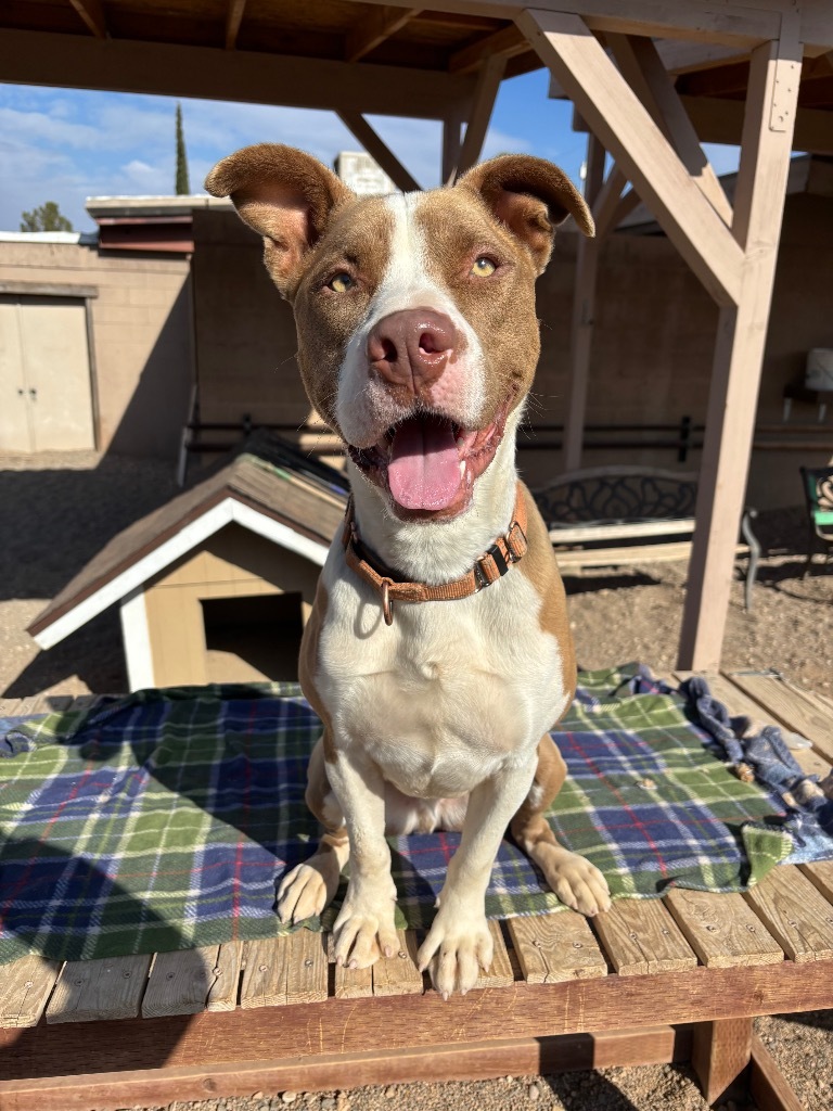Butch, an adoptable American Staffordshire Terrier in Cottonwood, AZ, 86326 | Photo Image 1