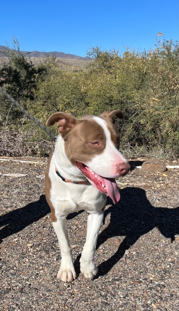 Butch, an adoptable American Staffordshire Terrier in Cottonwood, AZ, 86326 | Photo Image 2