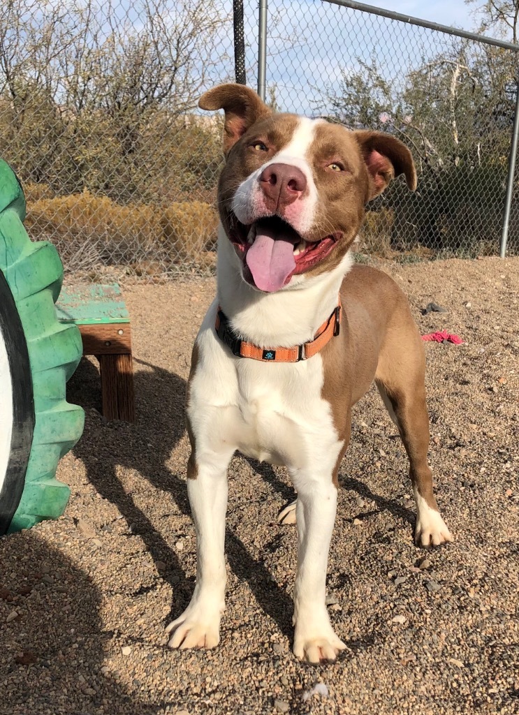 Butch, an adoptable American Staffordshire Terrier in Cottonwood, AZ, 86326 | Photo Image 3
