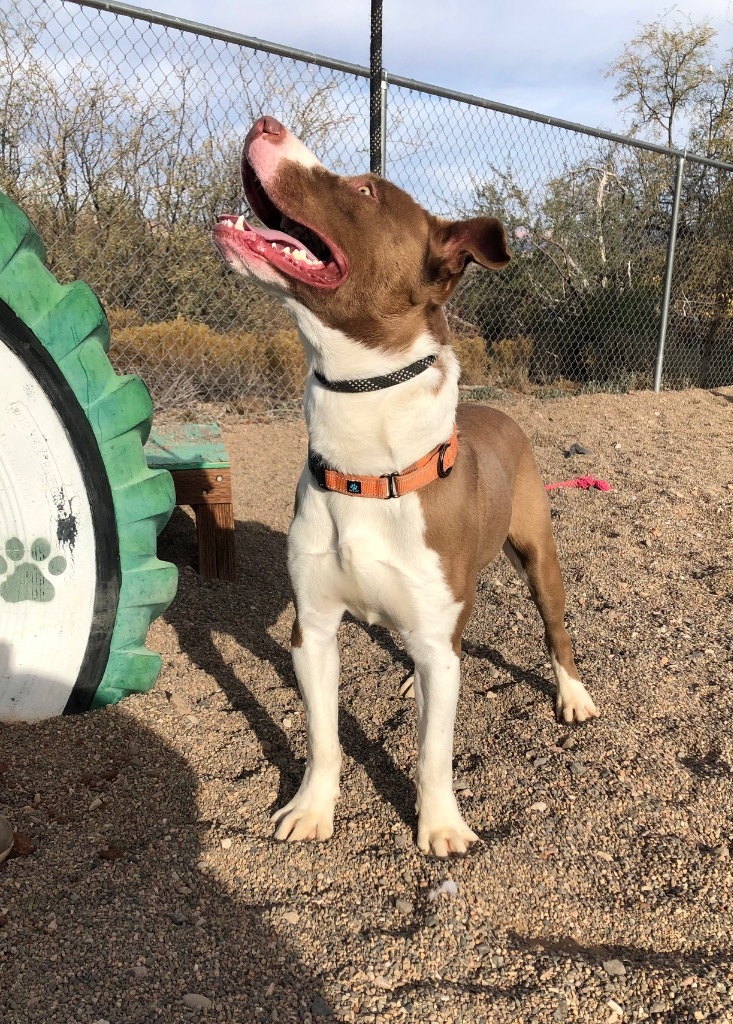 Butch, an adoptable American Staffordshire Terrier in Cottonwood, AZ, 86326 | Photo Image 4