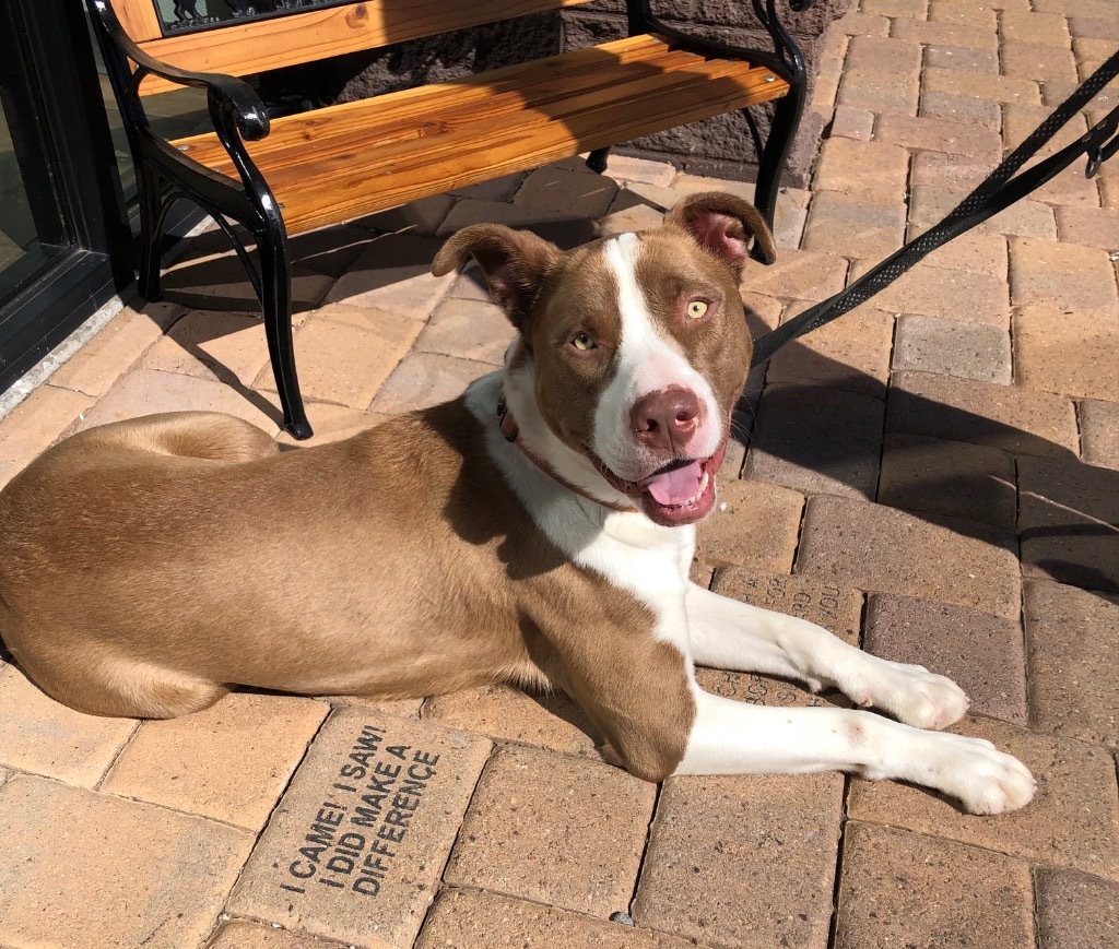 Butch, an adoptable American Staffordshire Terrier in Cottonwood, AZ, 86326 | Photo Image 5