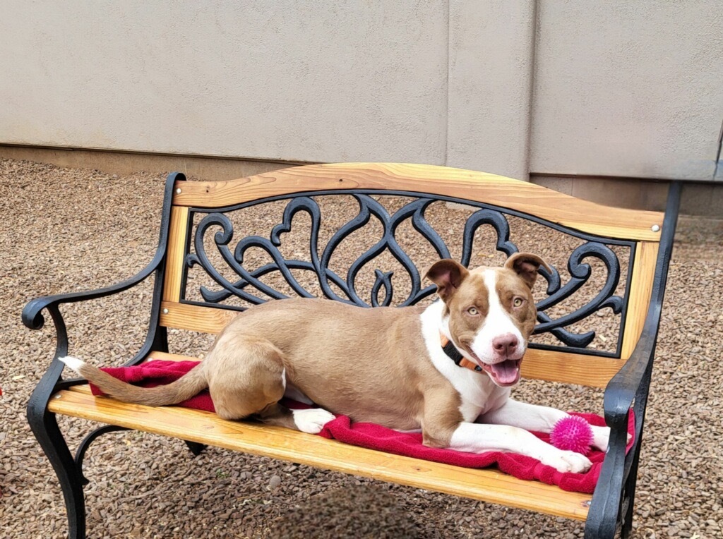 Butch, an adoptable American Staffordshire Terrier in Cottonwood, AZ, 86326 | Photo Image 6