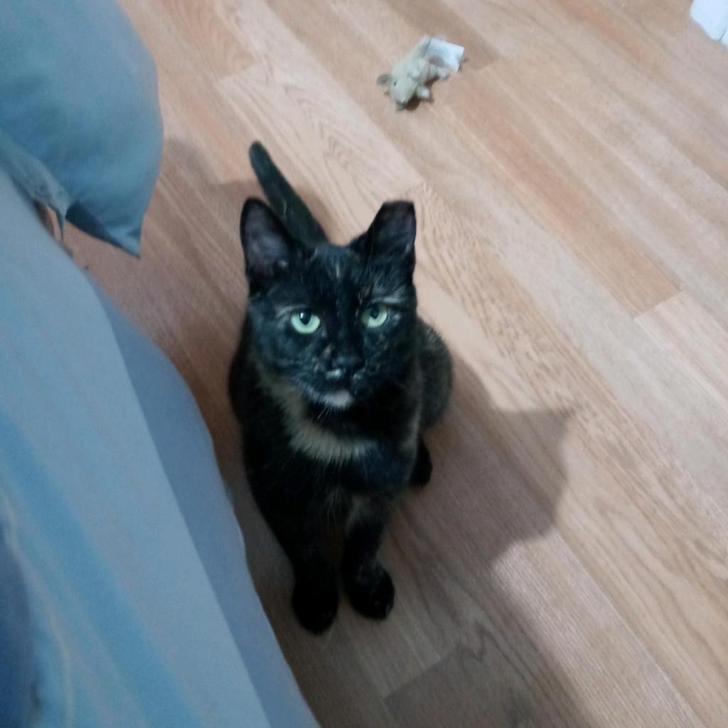 Angel