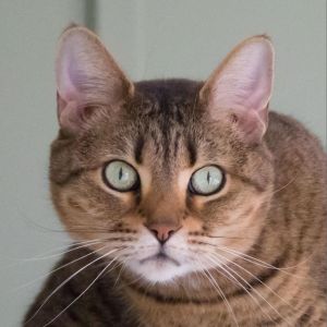 Babette, Senior Female Domestic Short Hair