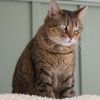 Babette photo 2