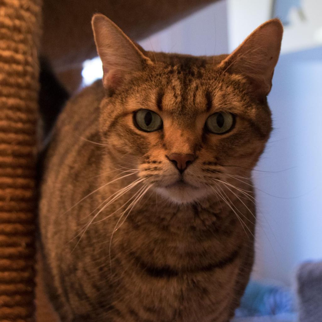 Babette