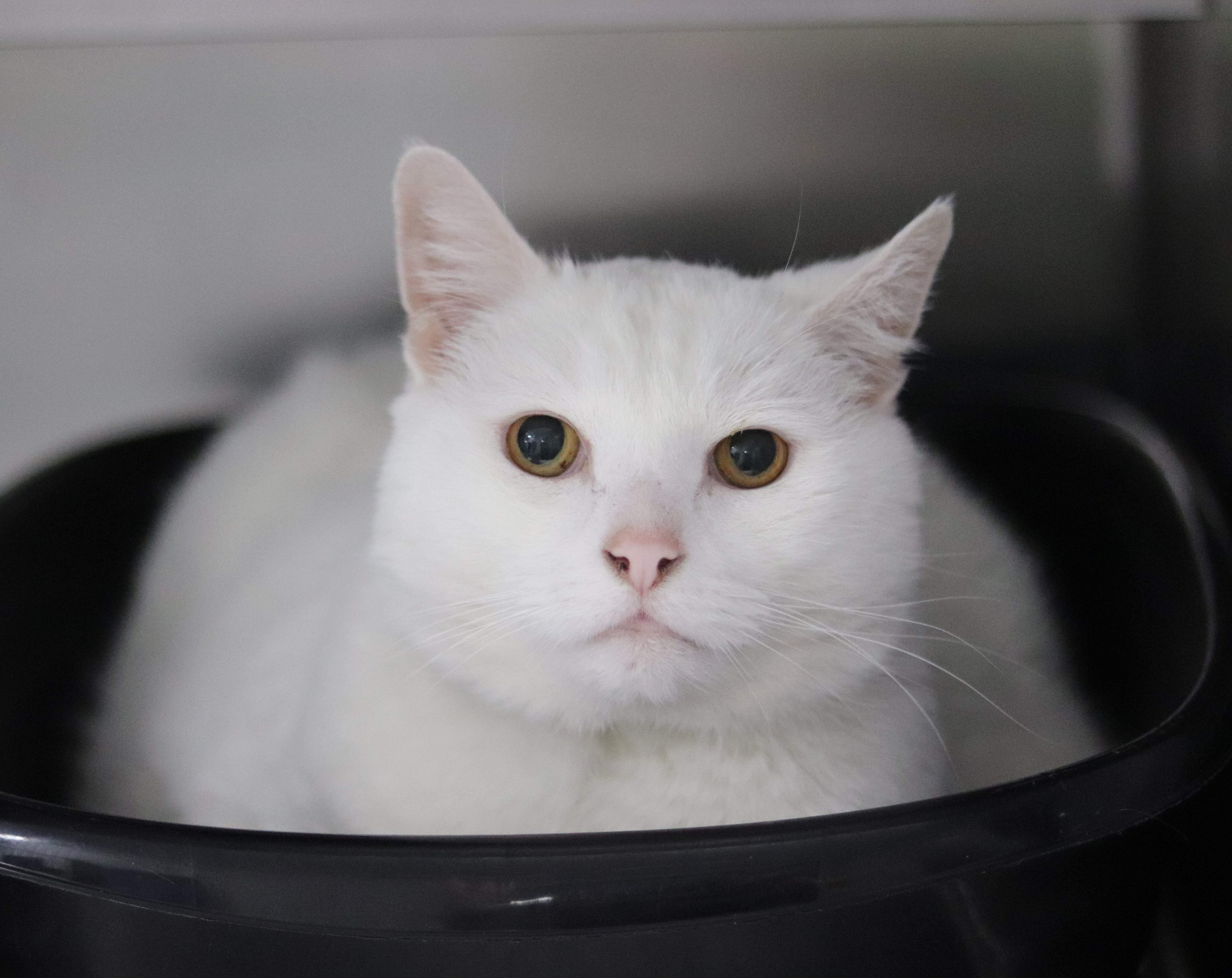 Cotton, an adoptable Domestic Short Hair in Walla Walla, WA, 99362 | Photo Image 1