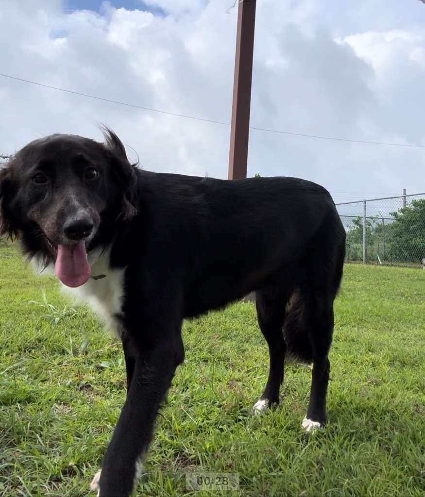 kala, an adoptable Shepherd in Mangilao, GU, 96923 | Photo Image 1