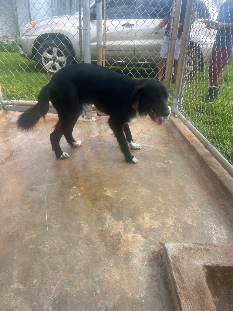 kala, an adoptable Shepherd in Mangilao, GU, 96923 | Photo Image 2