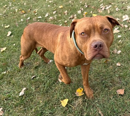 Boston, an adoptable Pit Bull Terrier, Mixed Breed in Willmar, MN, 56201 | Photo Image 1