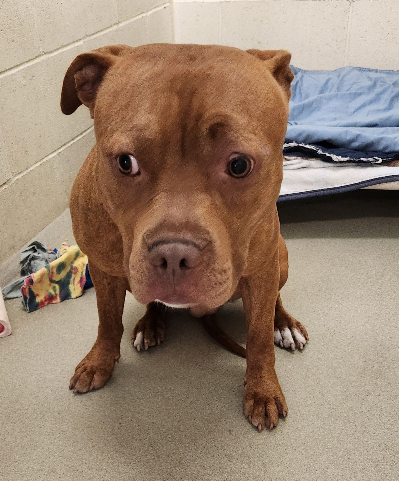 Boston, an adoptable Pit Bull Terrier, Mixed Breed in Willmar, MN, 56201 | Photo Image 2