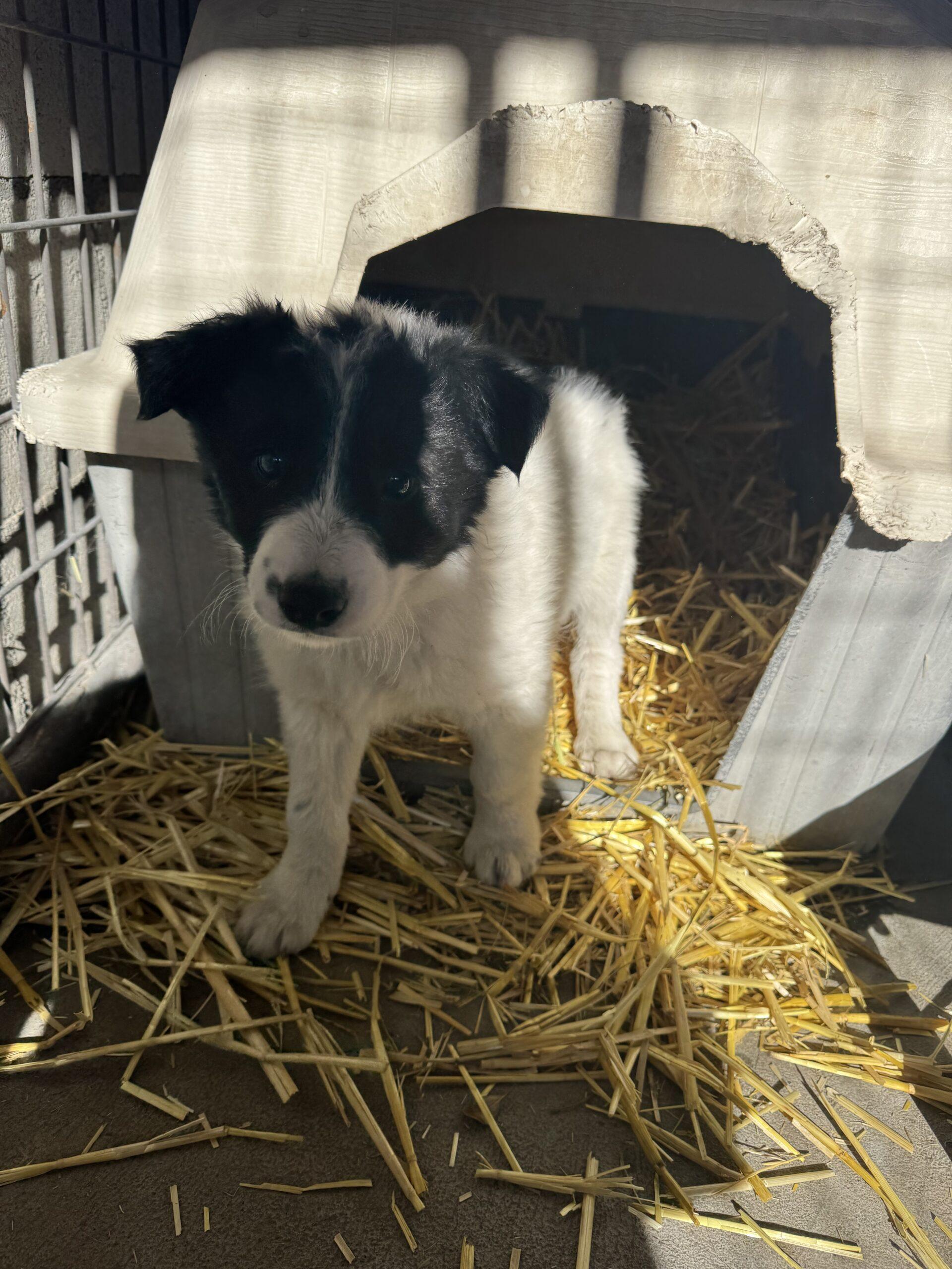 Bandit, an adoptable Border Collie, Mixed Breed in Dillon, MT, 59725 | Photo Image 1